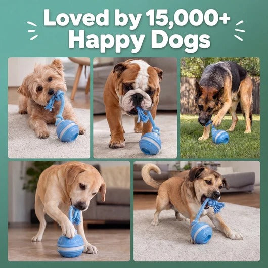 Smart Motion Pet Ball - The Chase Buddy